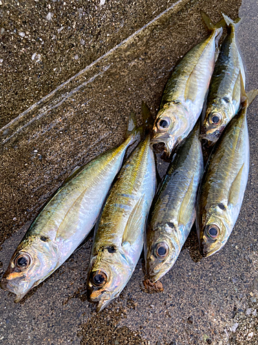 アジの釣果