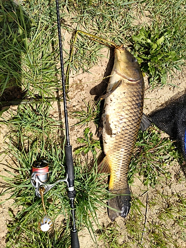 ナマズの釣果