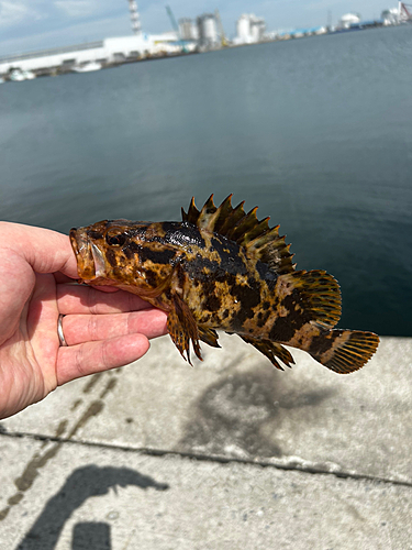 ベッコウゾイの釣果