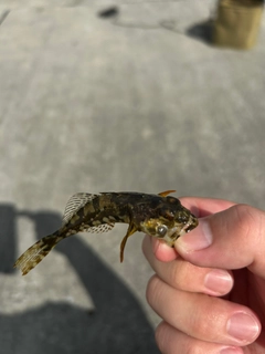 ハゼの釣果