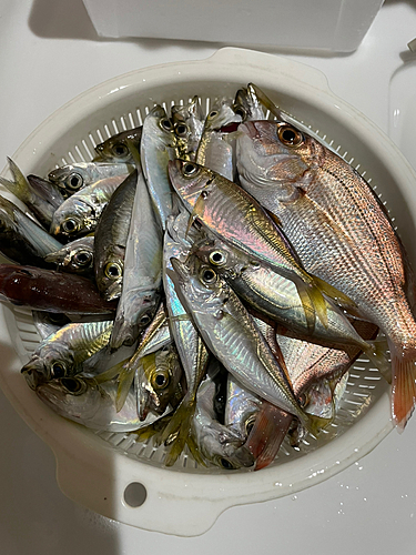 アジの釣果