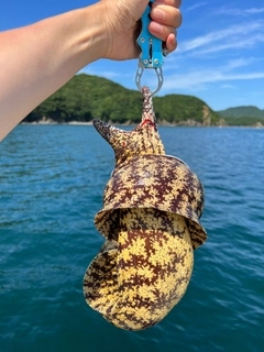 ウツボの釣果