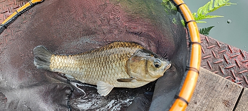 ヘラブナの釣果