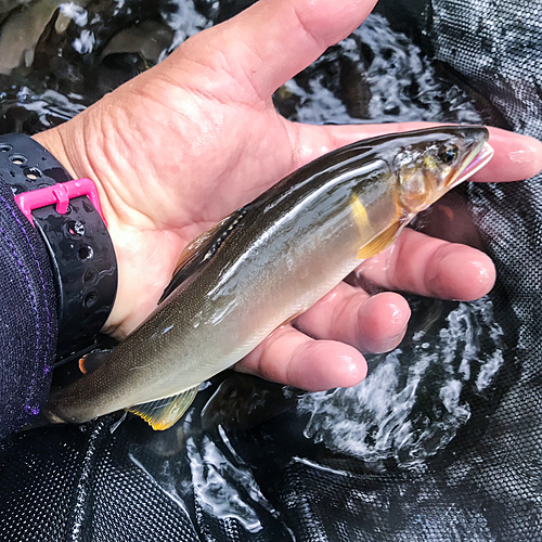 アユの釣果