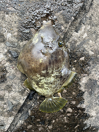 カワハギの釣果