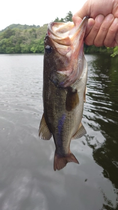 ラージマウスバスの釣果