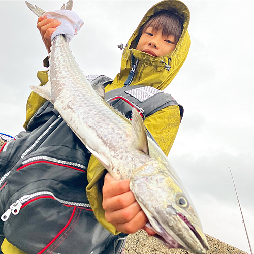 サゴシの釣果