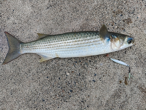 ボラの釣果