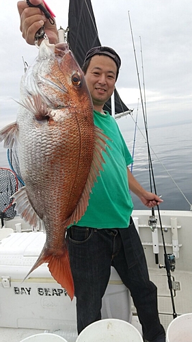 マダイの釣果