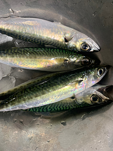 サバの釣果