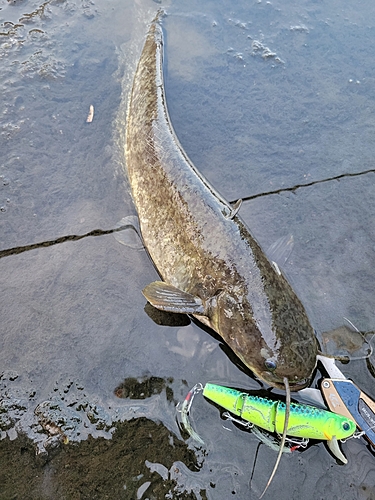 マナマズの釣果