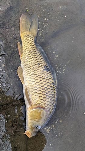 コイの釣果