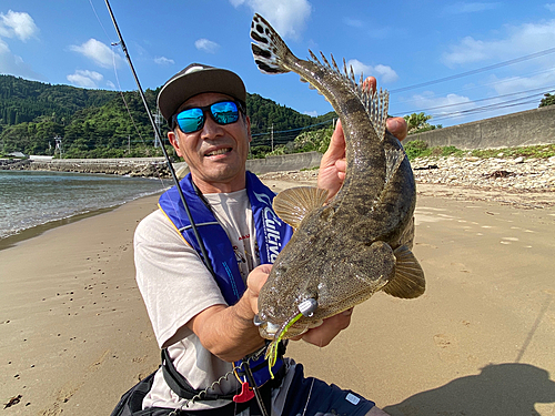 マゴチの釣果