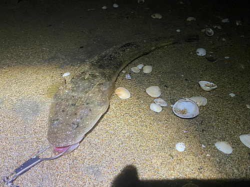 マゴチの釣果