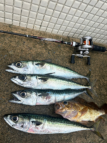 サバの釣果