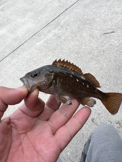 エゾメバルの釣果