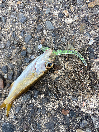 ムツの釣果