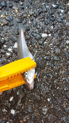 シロギスの釣果