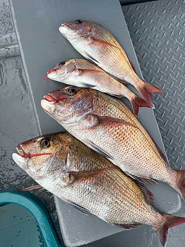 マダイの釣果