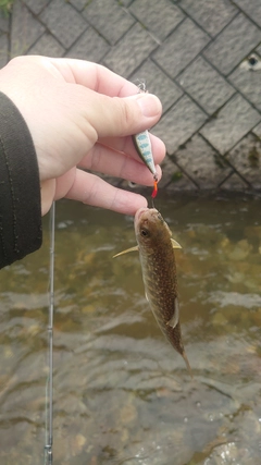 イワナの釣果