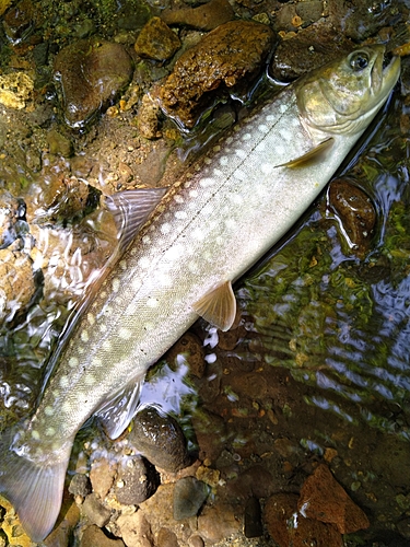 アメマスの釣果