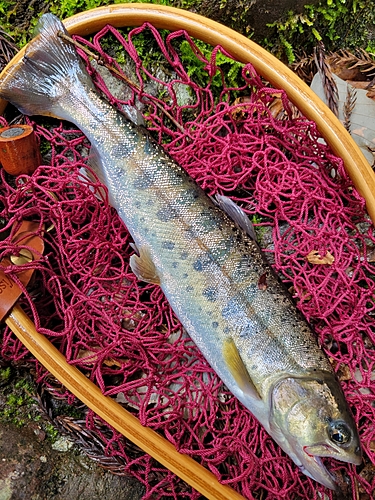 ヤマメの釣果