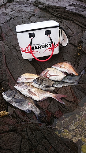 マダイの釣果