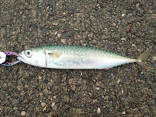 サバの釣果