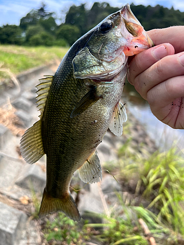 ラージマウスバスの釣果