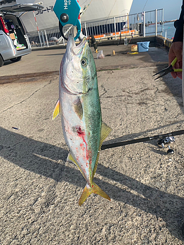 イナダの釣果