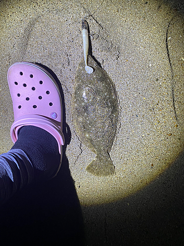 ヒラメの釣果