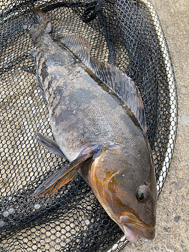 アイナメの釣果