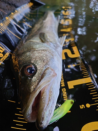 シーバスの釣果