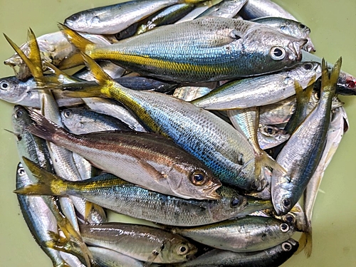 タカベの釣果