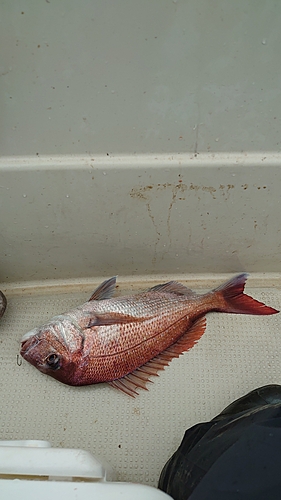 マダイの釣果