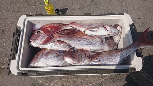 マダイの釣果