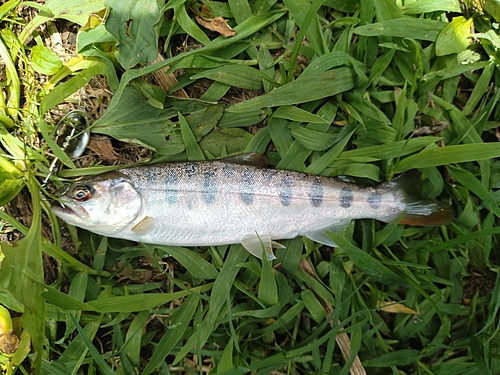 ヤマメの釣果