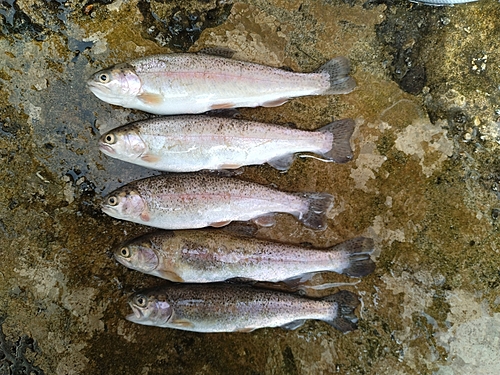 ニジマスの釣果