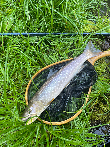 アメマスの釣果