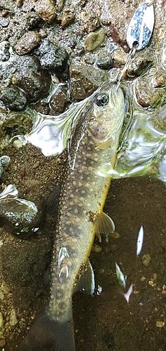 イワナの釣果