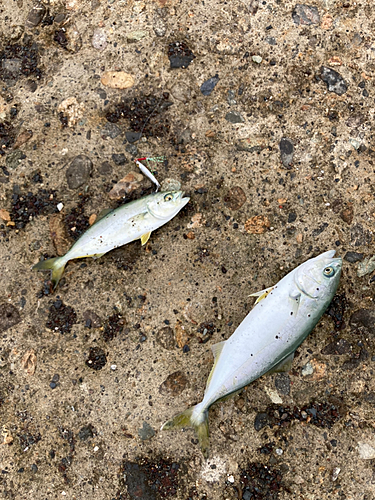 イシモチの釣果