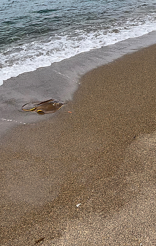 アカエイの釣果