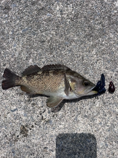 エゾメバルの釣果