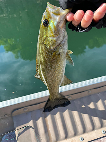 スモールマウスバスの釣果