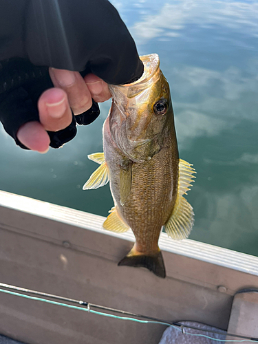 スモールマウスバスの釣果