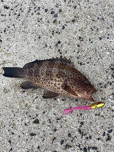 オオモンハタの釣果