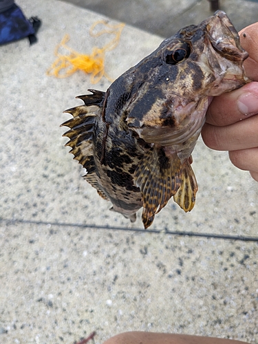 タケノコメバルの釣果