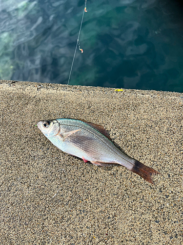 タナゴの釣果