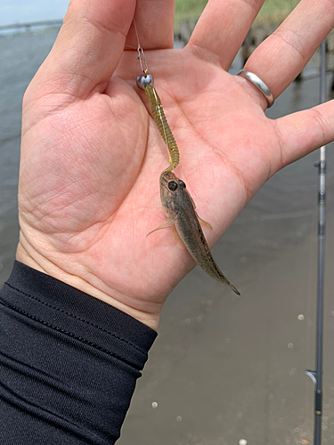 マハゼの釣果