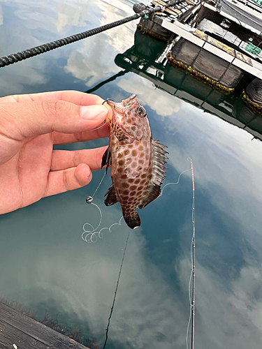 オオモンハタの釣果